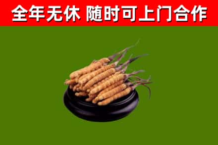 七星关烟酒回收冬虫夏草.jpg